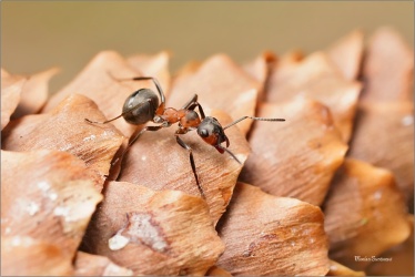 mravenec-lesni-a1