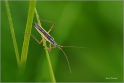 klopuska-Notostira-elongata