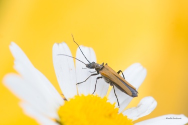 STEHENÁČ (Oedemera femorata)