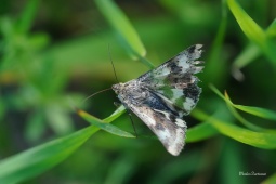 1_cernopaska-Heliothis-adaucta