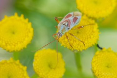 Calocoris-roseomaculatus