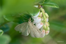 Zavijec-Anania-fuscalis