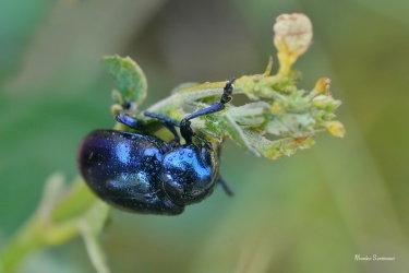 mandel.-Eumolpus-asclepiadeus