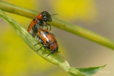 mandelinka-Coptocephala-rubicunda