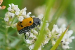 mandelinka-Lachnaia-sexpunctata-1