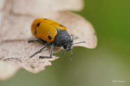 mandelinka-Lachnaia-sexpunctata-5-2