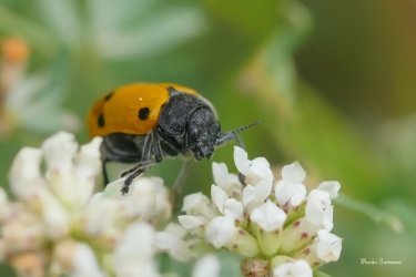 mandelinka-Lachnaia-sexpunctata-7