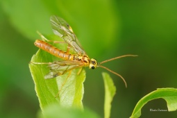 pilatka-Tenthredopsis-nassata