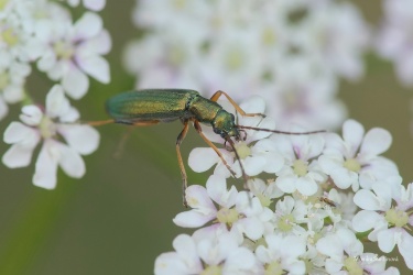 stehenac-Chrysanthia-viridissima-2