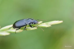 strevlicek-Pterostichus-melanarius-1