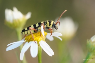 1_tesarik-plagionatus-floralis-3