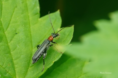 stehenac-Oedemera-croceicollis