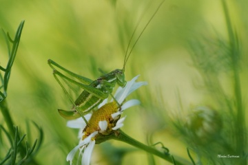 kobylka-belopruha-asi-2