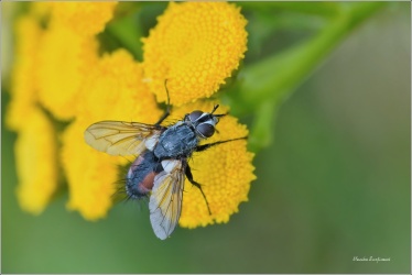 kuklice-eriothrix-rufomaculata