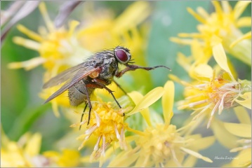 moucha-Helina-impuncta