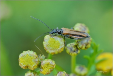 stehenac-Oedemera-femorata-2