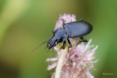 strevlicek-Pterostichus-melanarius-3