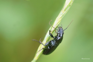 strevlicek-Pterostichus-melanarius