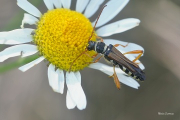 tesarik-Stenopterus-flavicornis