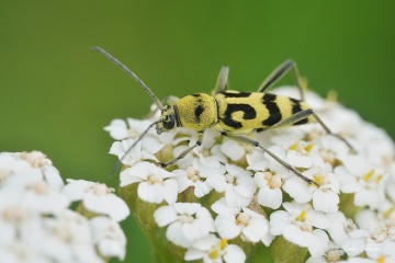 tesarik-chlorophorus-varius-1