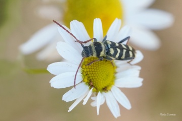 tesarik-plagionatus-floralis-3