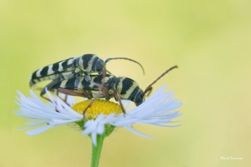 tesarik-plagionatus-floralis-6-2