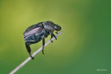 vrubounoviti-Hoplia-philanthus