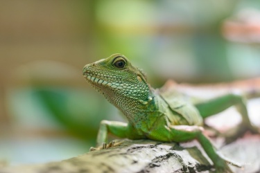 Agama-kocincinska¨7-ARW_DxO_DeepPRIME