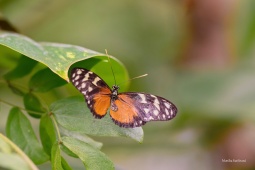 Heliconius-hecale-5-ARW_DxO_DeepPRIME