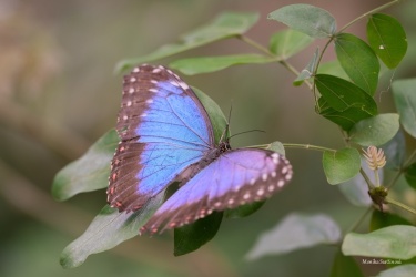 Morpho-peleides-6-ARW_DxO_DeepPRIME