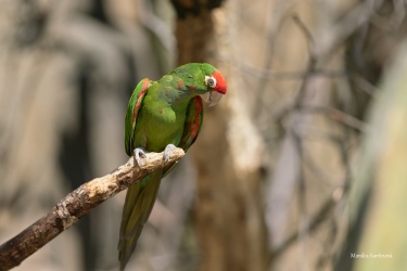 aratinga-andsky-9-ARW_DxO_DeepPRIME