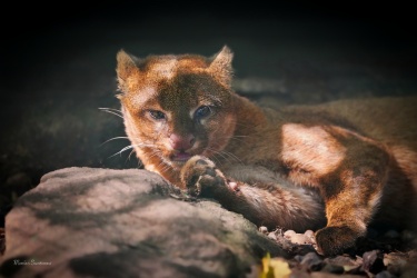 jaguarundi