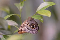 Caligo-eurilochus-1-2-ARW_DxO_DeepPRIME