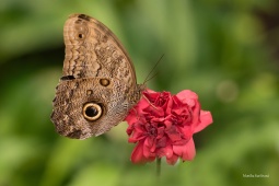 Caligo-eurilochus-3-ARW_DxO_DeepPRIME