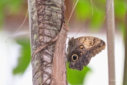 Caligo-eurilochus-5-ARW_DxO_DeepPRIME