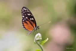 Heliconius-hecale-1-ARW_DxO_DeepPRIME