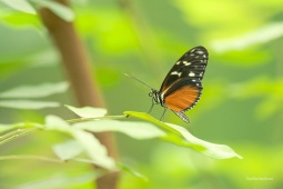 Heliconius-hecale-9-ARW_DxO_DeepPRIME