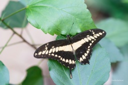 Papilio-thoas-1-ARW_DxO_DeepPRIME